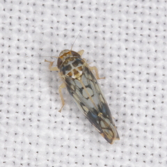 Scaphoideus obtusus
