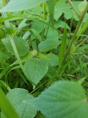 Acalypha alopecuroidea