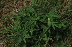 Trifolium rubens