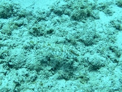 Sphoeroides marmoratus