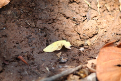 Leptodactylus melanonotus