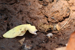 Leptodactylus melanonotus