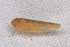 Chlorotettix lusorius