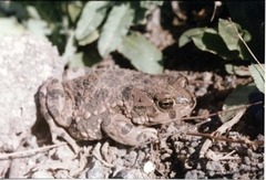 Bufotes viridis sitibundus