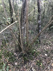 Searsia chirindensis