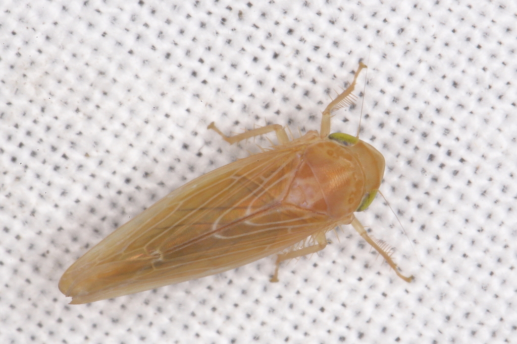 Chlorotettix lusorius