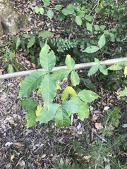 Searsia chirindensis