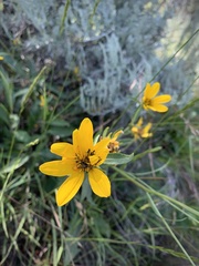 Wyethia amplexicaulis