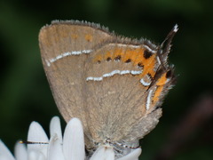 Satyrium prunoides