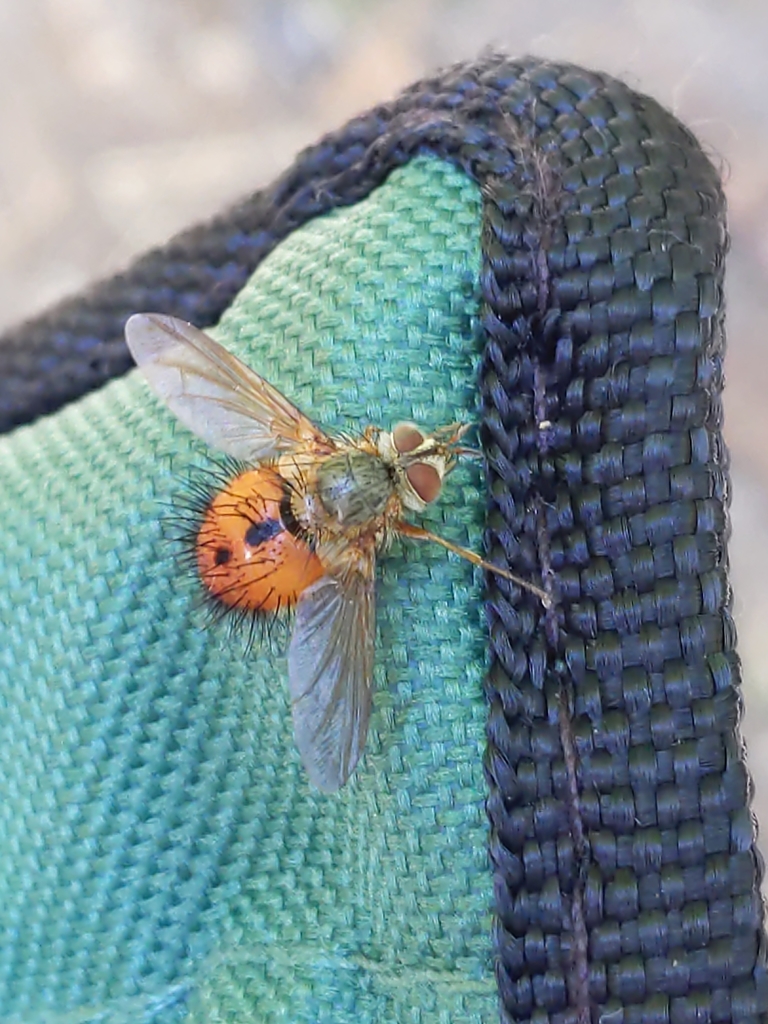 Tomato Bristle Fly