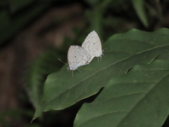 Celastrina oreas