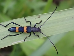 Polyzonus fasciatus