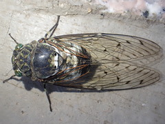 Hyalessa maculaticollis