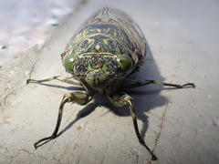 Hyalessa maculaticollis