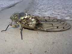 Hyalessa maculaticollis