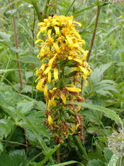Ligularia intermedia
