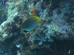 Chaetodon adiergastos