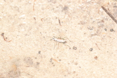 Ellipsoptera hamata