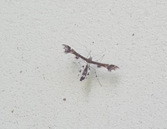 Geina tenuidactylus
