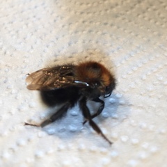 Bombus hypnorum