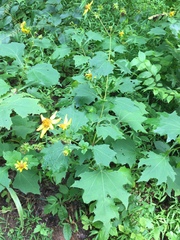 Smallanthus uvedalia