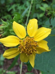 Smallanthus uvedalia