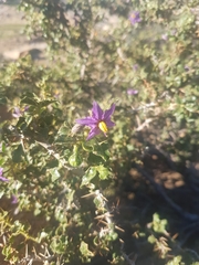 Solanum humile