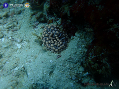 Euphyllia cristata