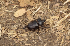 Homophileurus luedeckei