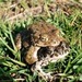 Variable Toad - Photo (c) Tigran Tadevosyan, some rights reserved (CC BY), uploaded by Tigran Tadevosyan