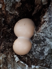 Lycogala flavofuscum