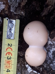 Lycogala flavofuscum