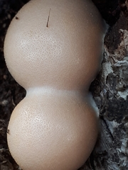 Lycogala flavofuscum