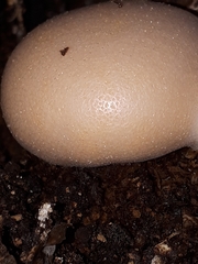 Lycogala flavofuscum