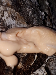 Lycogala flavofuscum