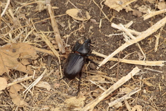 Homophileurus luedeckei