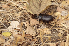 Homophileurus luedeckei