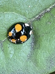 Harmonia axyridis