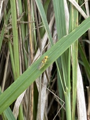Thaumatomyia notata