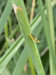 Thaumatomyia notata