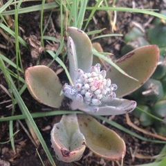 Thompsonella minutiflora