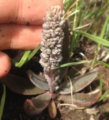Thompsonella minutiflora