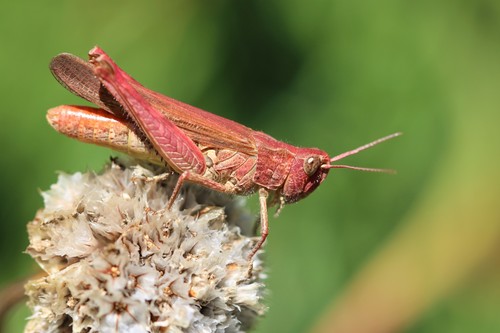 Common Field Grasshopper, photo 8 of 10