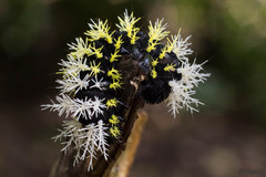 Leucanella saturata