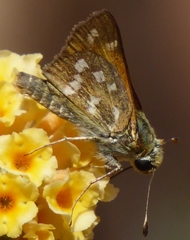 Hesperia pahaska