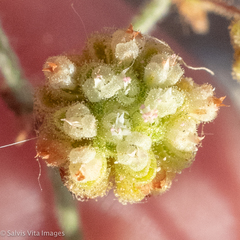 Eriogonum viridescens
