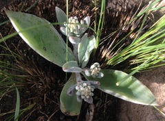 Thompsonella minutiflora