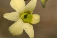 Dendrobium ovatum