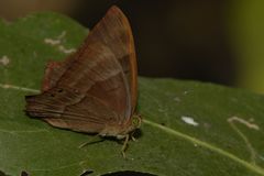 Abisara