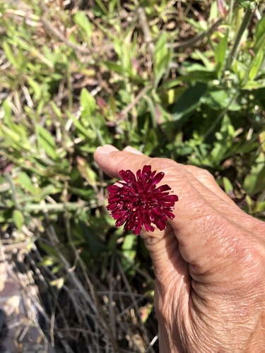 Knautia macedonica